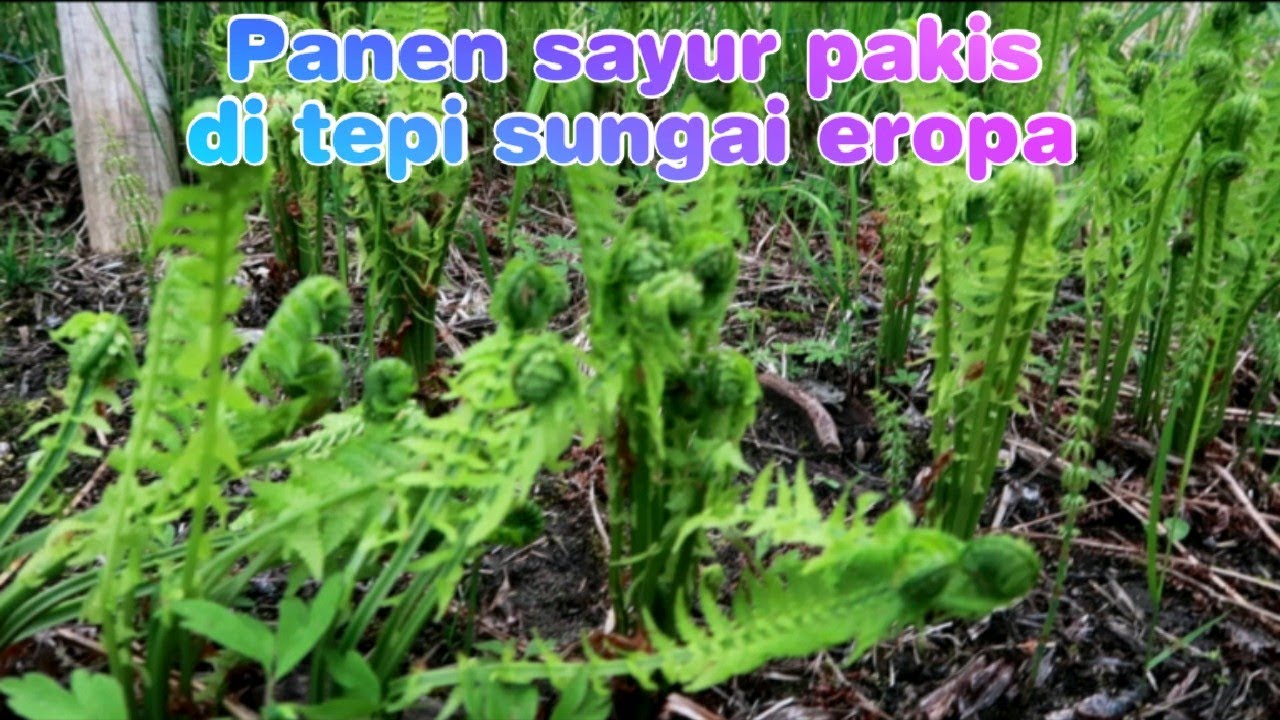 Omaygot sayur paku/pakisnya muda belia|| Panen sayur paku di eropa