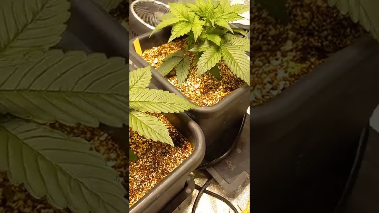 mendel genetics blackstrap strain with lotus nutrients in coco