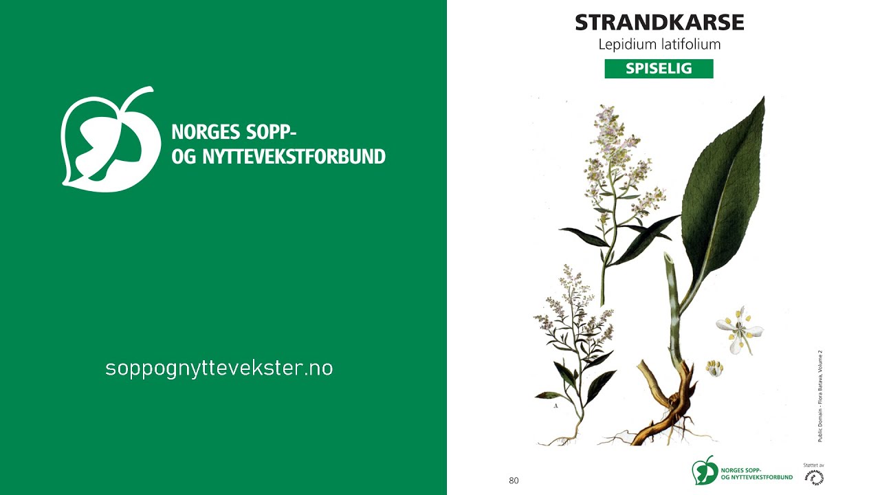Strandkarse - NSNF artskunnskap