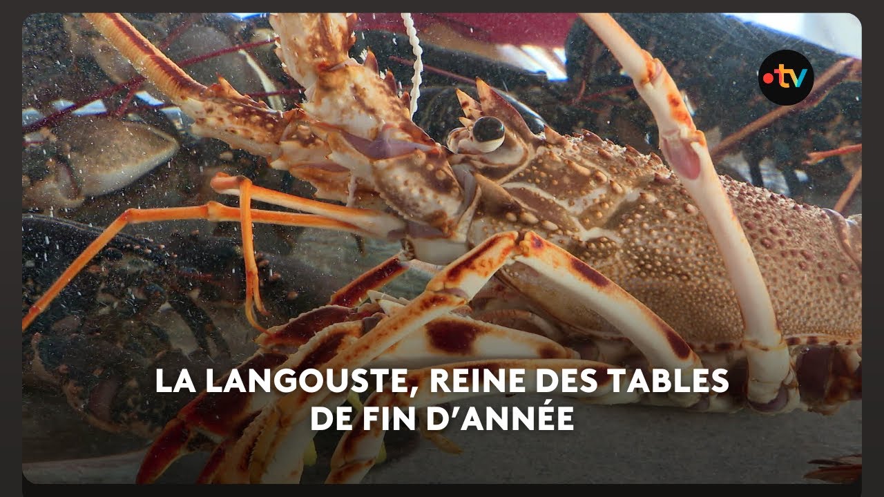 La langouste rouge, reine des tables de fêtes