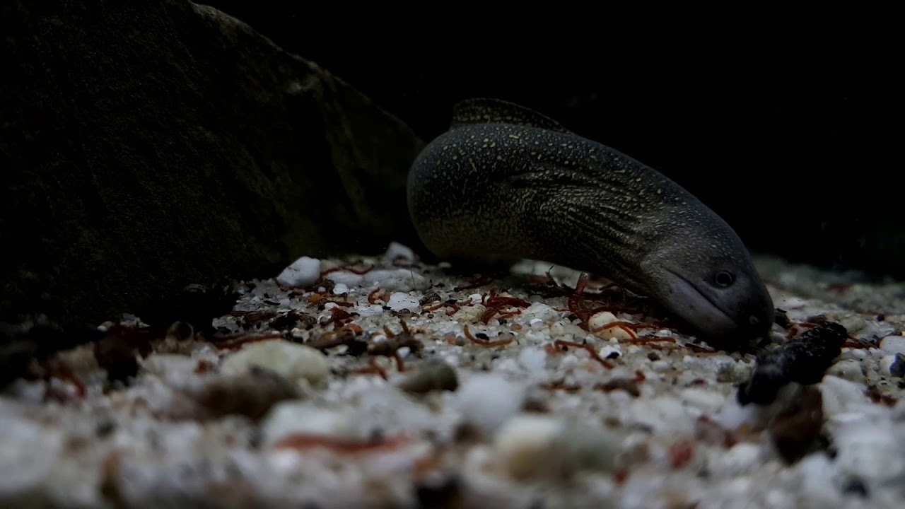 Gymnothorax tile