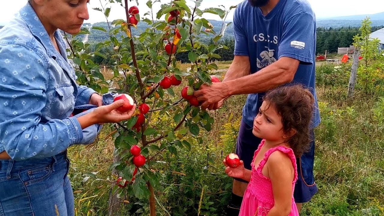 DES FRUITS SUR LES ARBRES VITE Comment j'ai planter mon verger permaculture pour production rapide