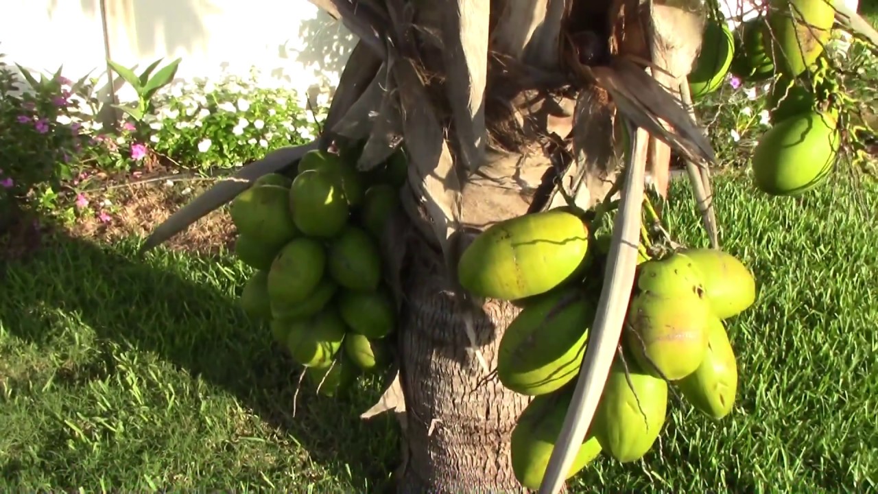 EYBY - Coconut Tree Growing - Dropping Bombs and Growing Fronds