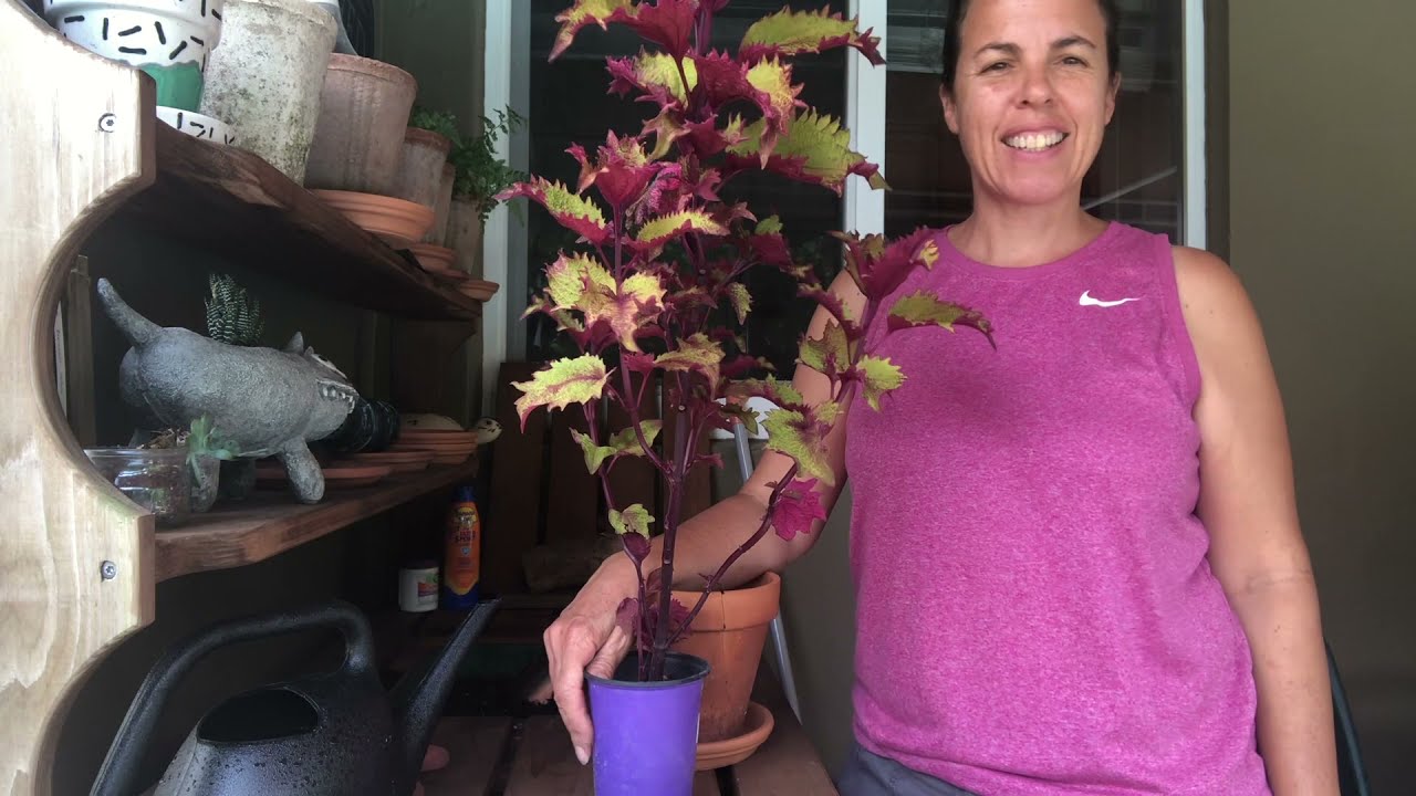 How to make a Coleus Topiary