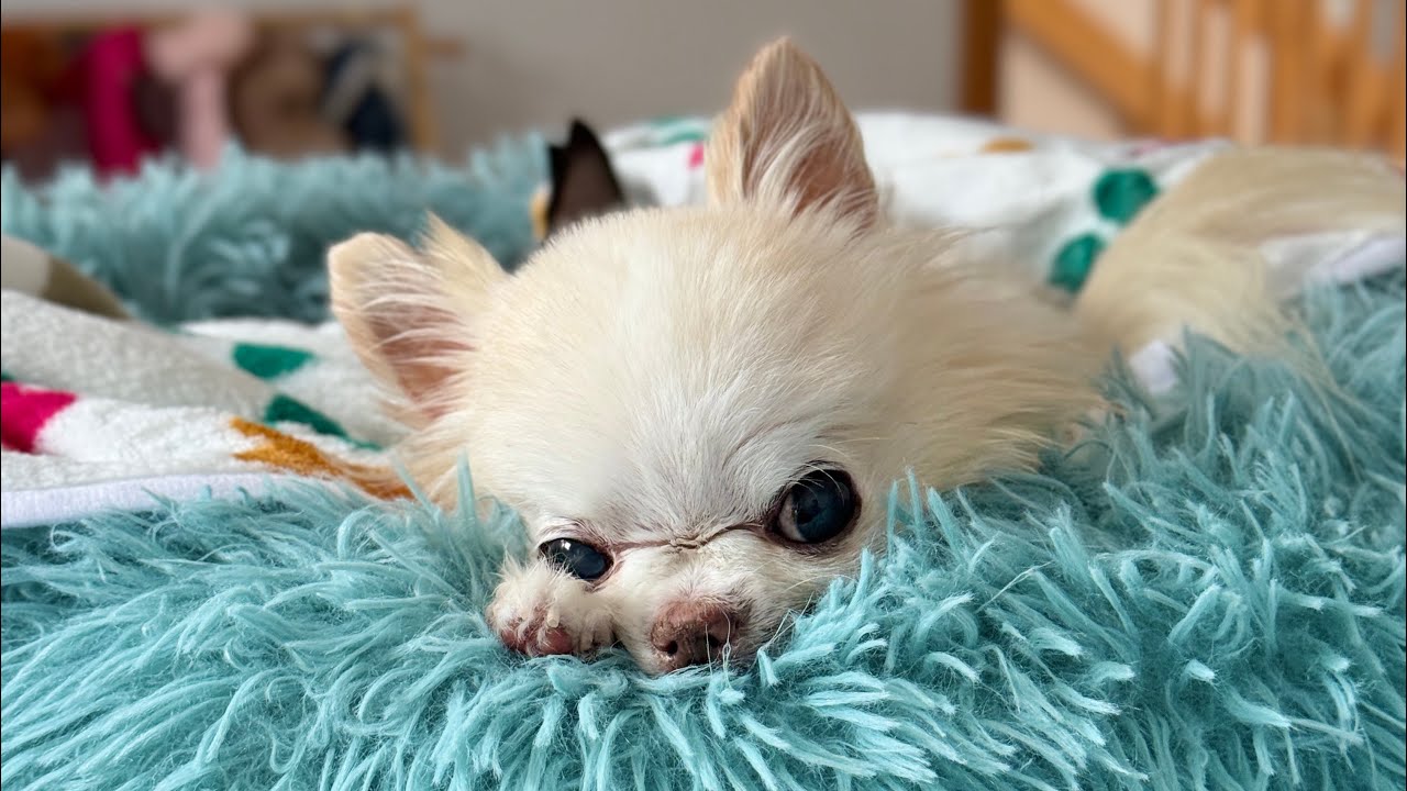 Giving Our Senior Chihuahua Cedric The Best 14th Birthday | Episode 1