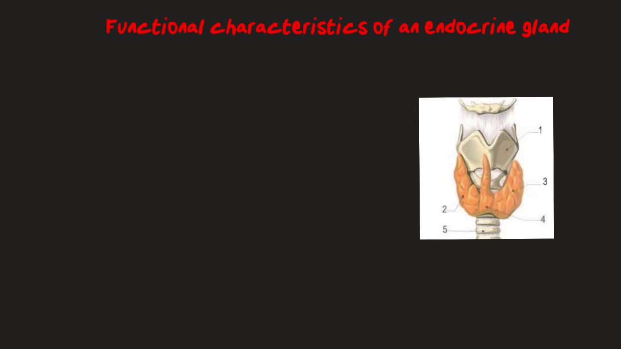 Grade 10 The thyroid gland (structure snd function)