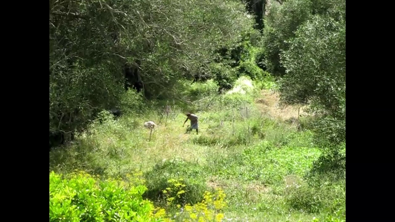 A semi-wild garden on Corfu. Daily conversation between a lady and a goat.