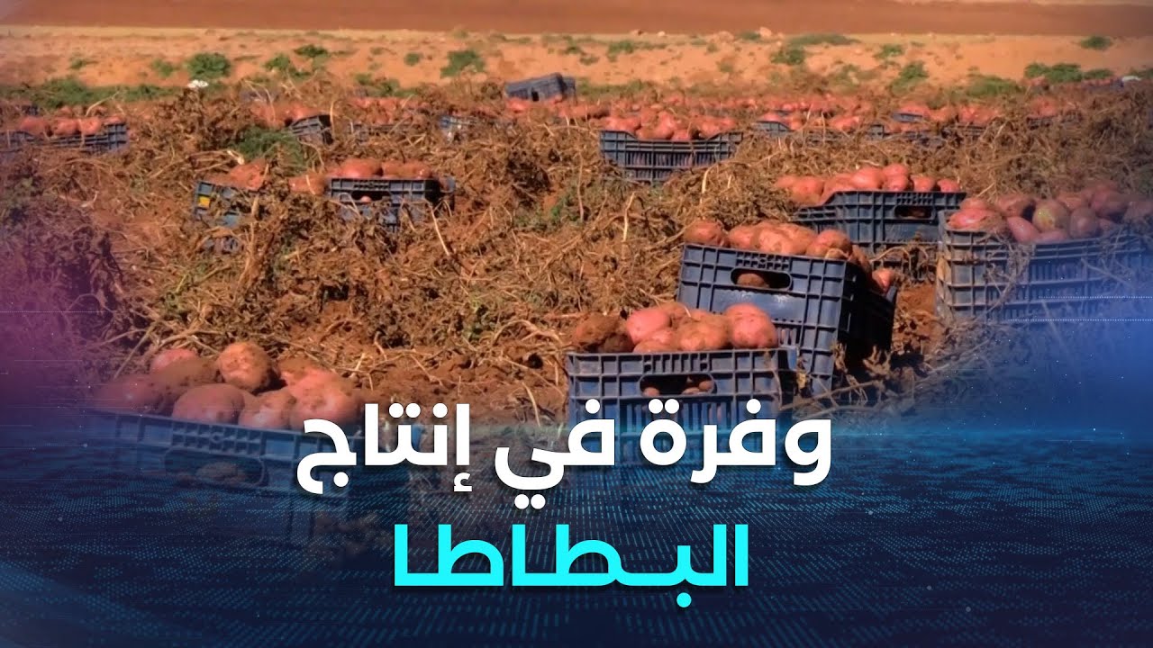 فاق كل التوقعات   إنتاج البطاطا يتجاوز 400 قنطار في الهكتار