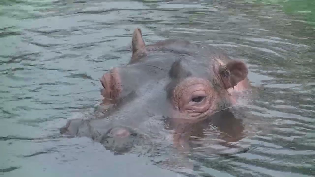 Wildlands nijlpaarden met nijlpaardje movie