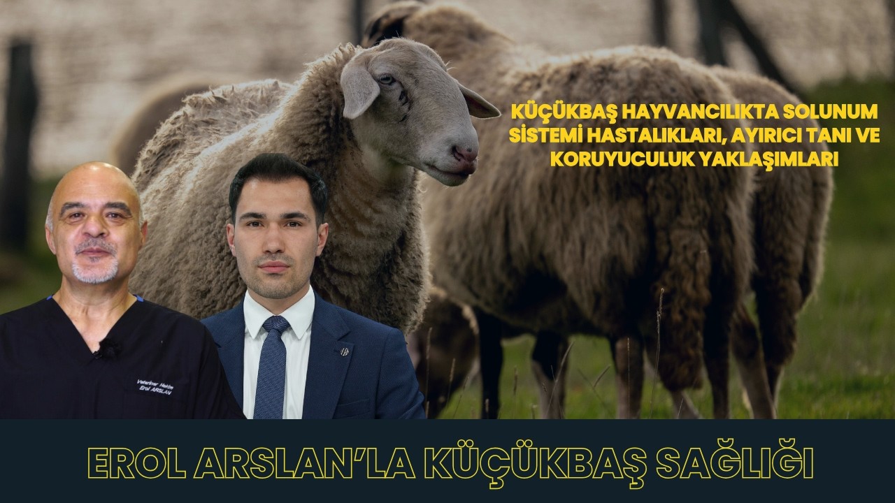 KÜÇÜKBAŞ HAYVANCILIKTA SOLUNUM SİSTEMİ HASTALIKLARI, AYIRICI TANI VE KORUYUCULUK YAKLAŞIMLARI