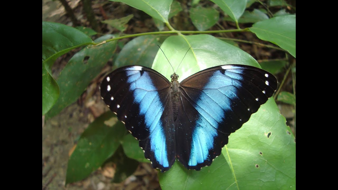 Borboleta-azul (Morpho helenor)