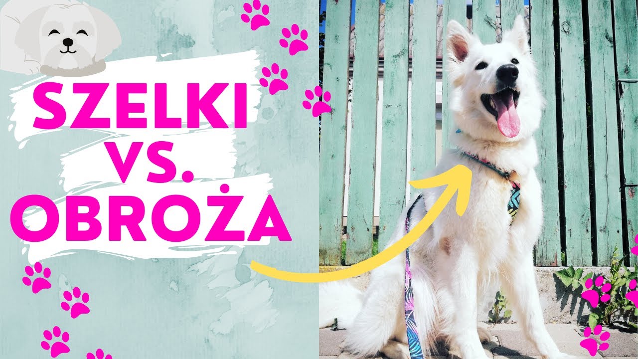 SZELKI CZY OBROŻA DLA PSA - CO WYBRAĆ? Jak dobrać obrożę i szelki dla psa?