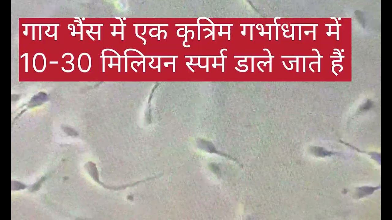 Bovine (गाय भैंस)sperm #pashupalan #UPADI Semenbank lko 9451430071