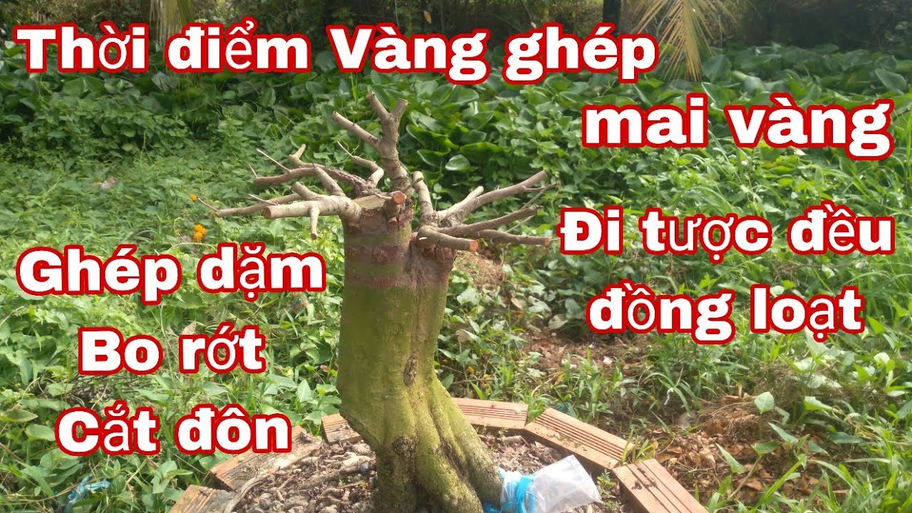 Cách ghép dặm mai vàng sau tết đạt hiệu quả cao.