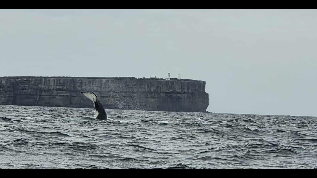 Jervis Bay Adventure: First Fishing Trip, Whales, Waves & a Leaky DIY Boat