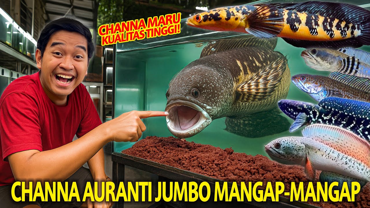 CHANNA AURANTI JUMBO MANGAP-MANGAP! KOLEKSI CHANNA MEWAH HASIL PROGRESAN DI GALON!
