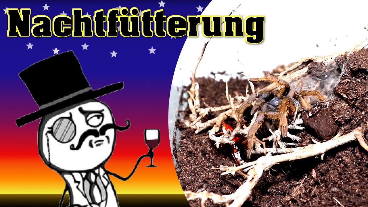 Nachtfütterung - Vogelspinnen fütterung