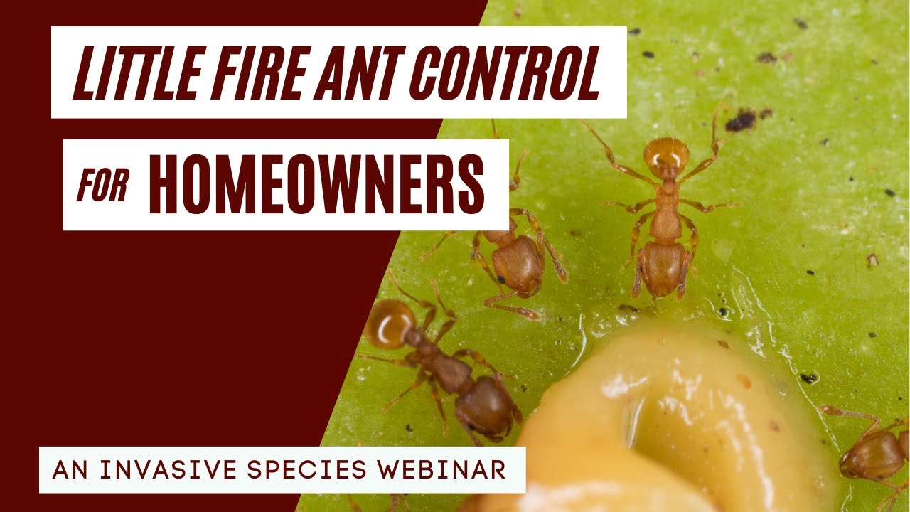 Little Fire Ant Control for Homeowners