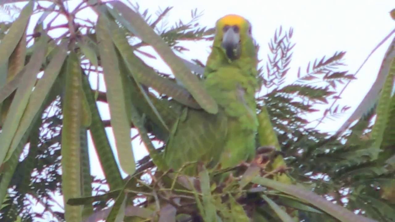 Aves de Venezuela  -  Ave de Barinas -  Loro Real - Amazona ochrocephala