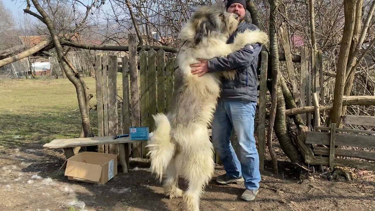 Cea mai buna tesala pentru caini cu par lung