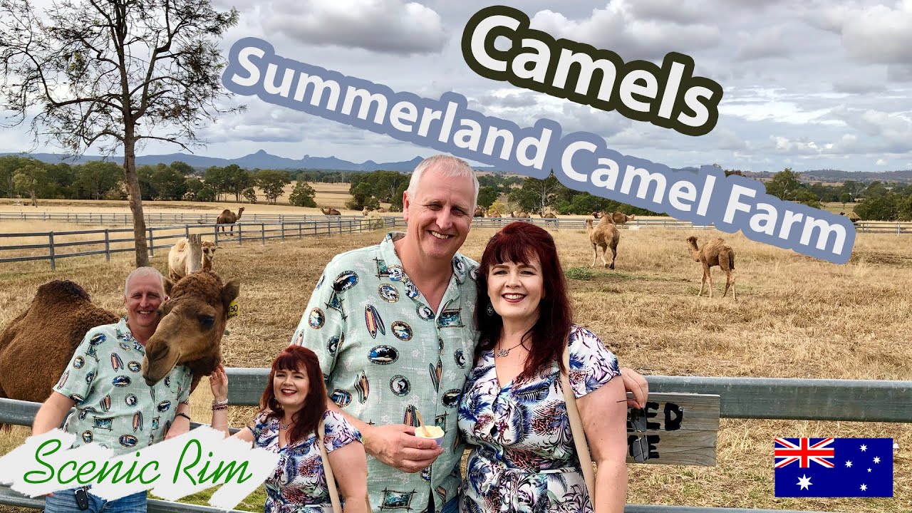 Summer land Camel Farm adventure in the Scenic Rim QLD