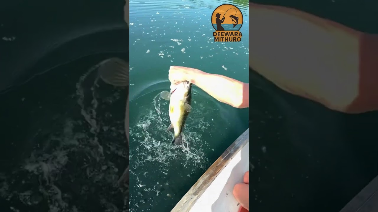 🎣 Catching a Big Lake Fish! | Deewara Mithuro #Fishing #LakeFishing #CatchOfTheDay #FishingLife