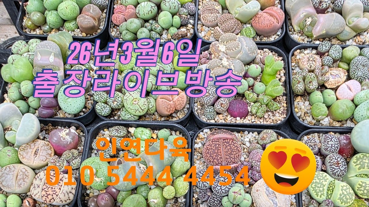 인연다육 출장라이브 방송 26년3월6일 금요일 6시 초보 리톱스 코노피튬