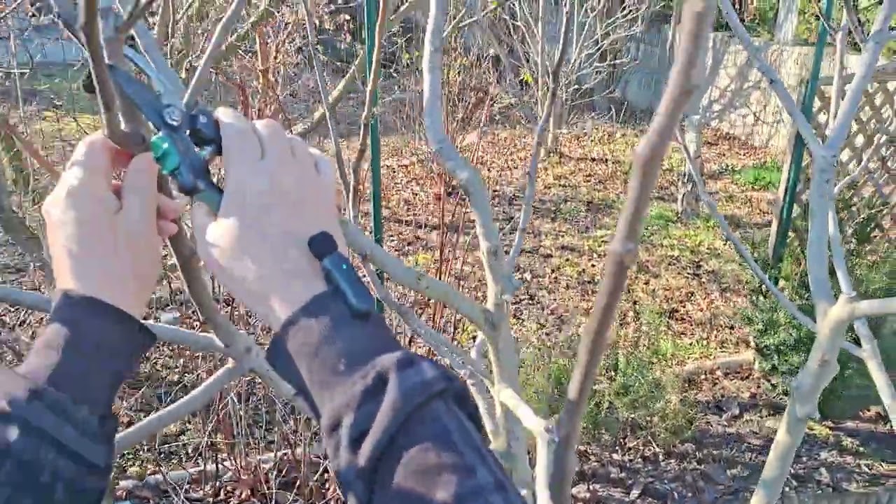 Baumschnitt - tree pruning #garden #feigenbaum #gardening #gartenliebe #nature #homegrown 