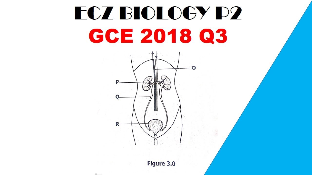 Biology paper 2 || GCE 2018 || Question 3 revision