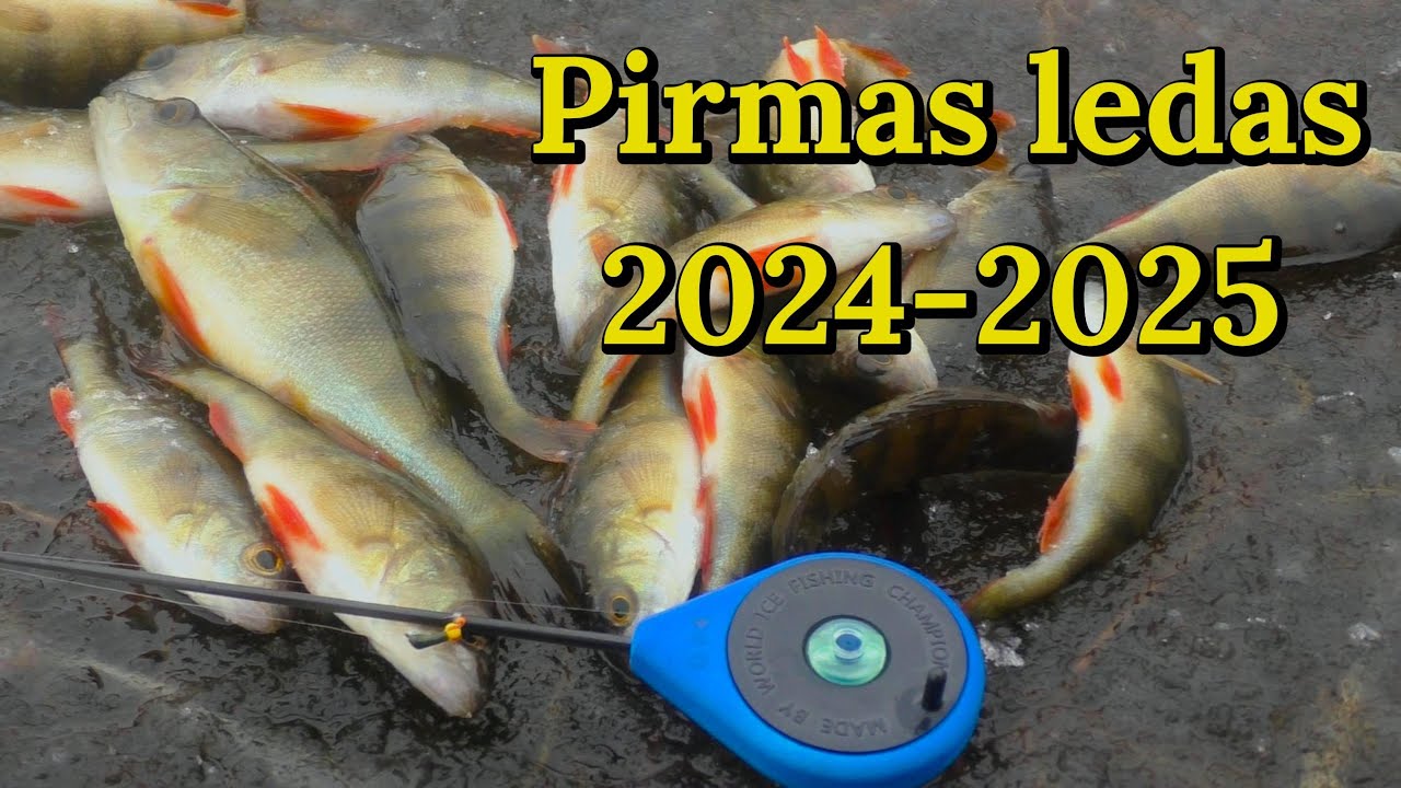 Pirmas ledas 2024-2025. Tame prūdelyje miške pilna žuvies!!!