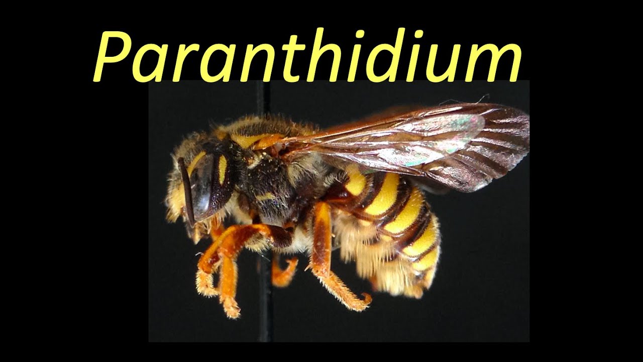 Paranthidium (Megachilidae)