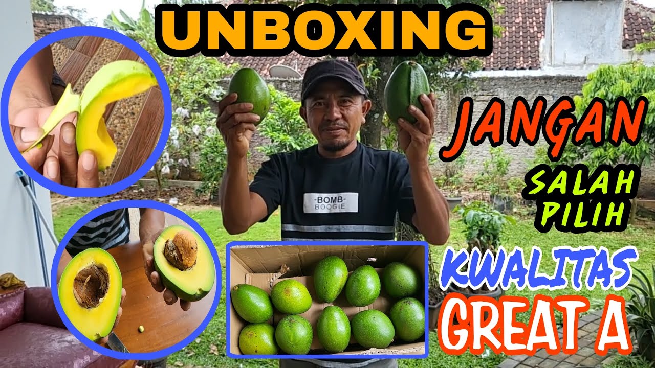 ALPUKAT MIKI DARI KEBUN BITSHOP KING | JUAL ALPUKAT MIKI DI LAMPUNG