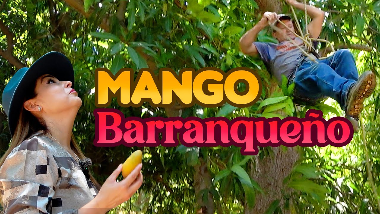 PEPENA de MANGO a 30 metros de ALTURA - ALMA Coronel