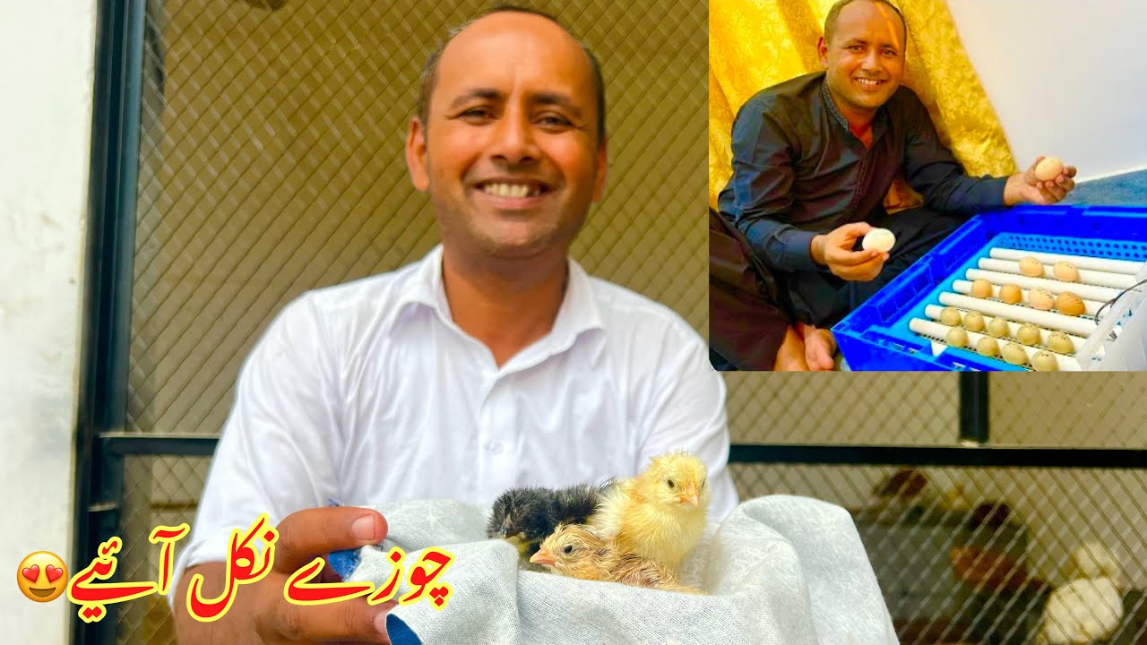 Baby Chick Hatching | Egg Hatching  🐣🐣🐣🐣🐣🥰😍😍😍