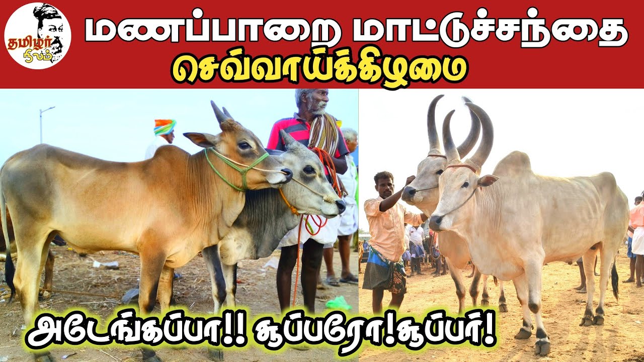 மணப்பாறை மாட்டுச்சந்தை / செவ்வாய் /புதன் திருச்சி மாவட்டம்/7-1-2025