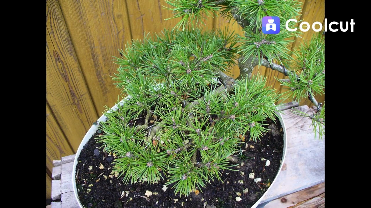BONSAI PINUS MUGO PROGRESS