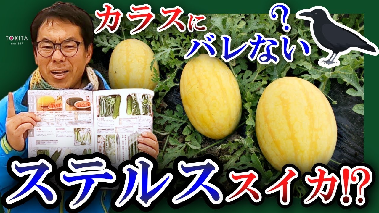 【一挙紹介】春作おすすめ品種をバーッと語る！隠れた名品も…！？【ブリーダーの家庭菜園でも採用】