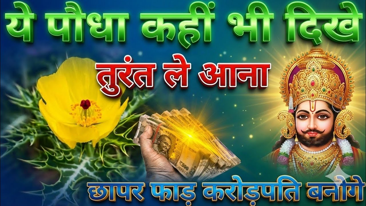 अगर कहीं दिख जाए ये पौधा तो तुरंत उखाड़ लाना, सात पुश्तें राज करेंगी, इतना पैसा आएगा!