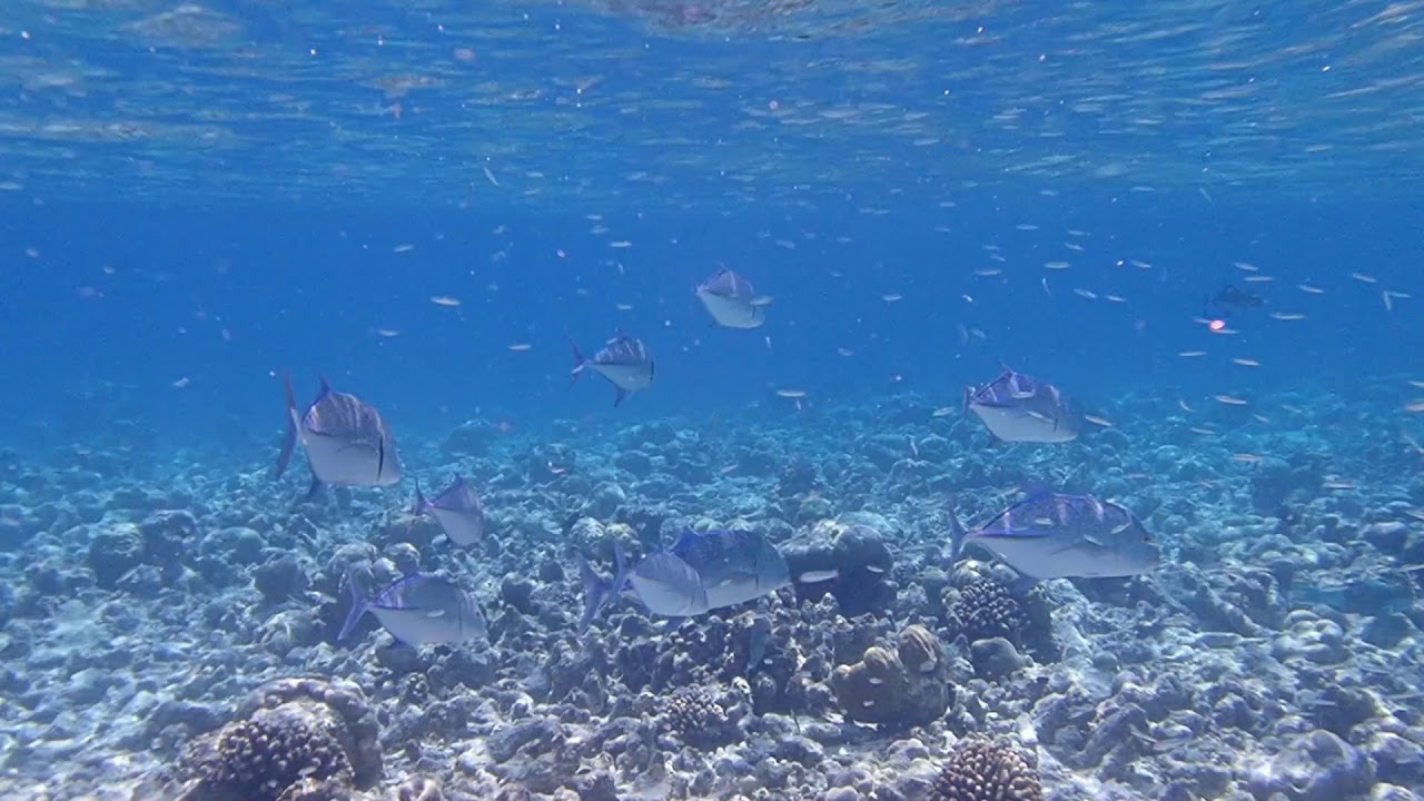 Maldives Reethi Faru Snorkeling, 16 Februar 2021