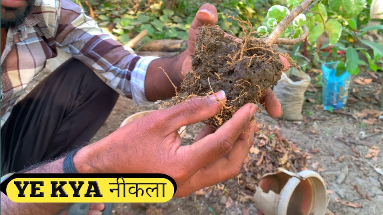 Mujhe Laga Plant Kharab Ho Gaya 😟 | Areliya Roots Me Chitiya