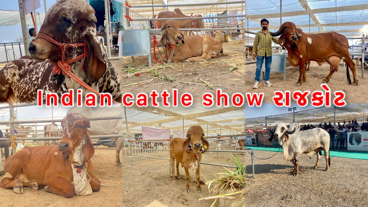 Indian cattle show રાજકોટ || best gir cow and bull gujarat || #ics 