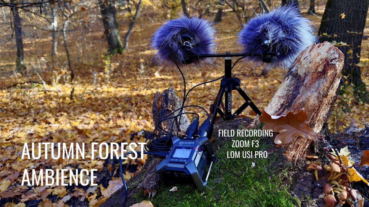 Autumn Forest Ambience – Falling Leaves, Singing Birds & Woodpecker Sounds | Zoom F3 - Lom Usi Pro