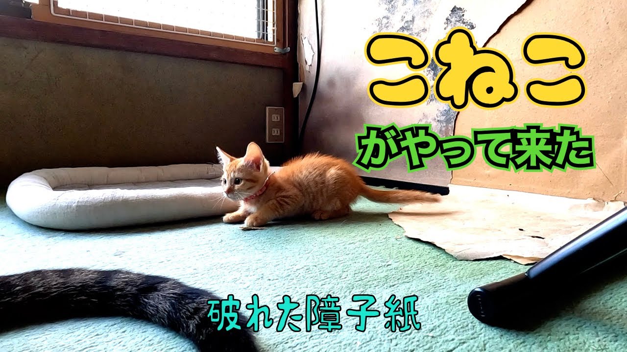 子猫がやって来た‼️😊　　「破れた障子紙」