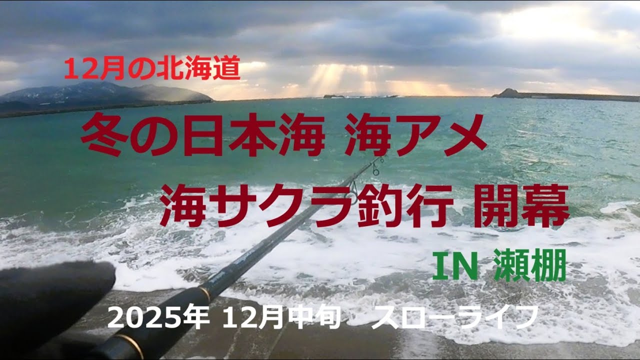 2025年12月中旬　冬の日本海海アメ 海サクラ釣行開幕 ～IN 瀬棚～