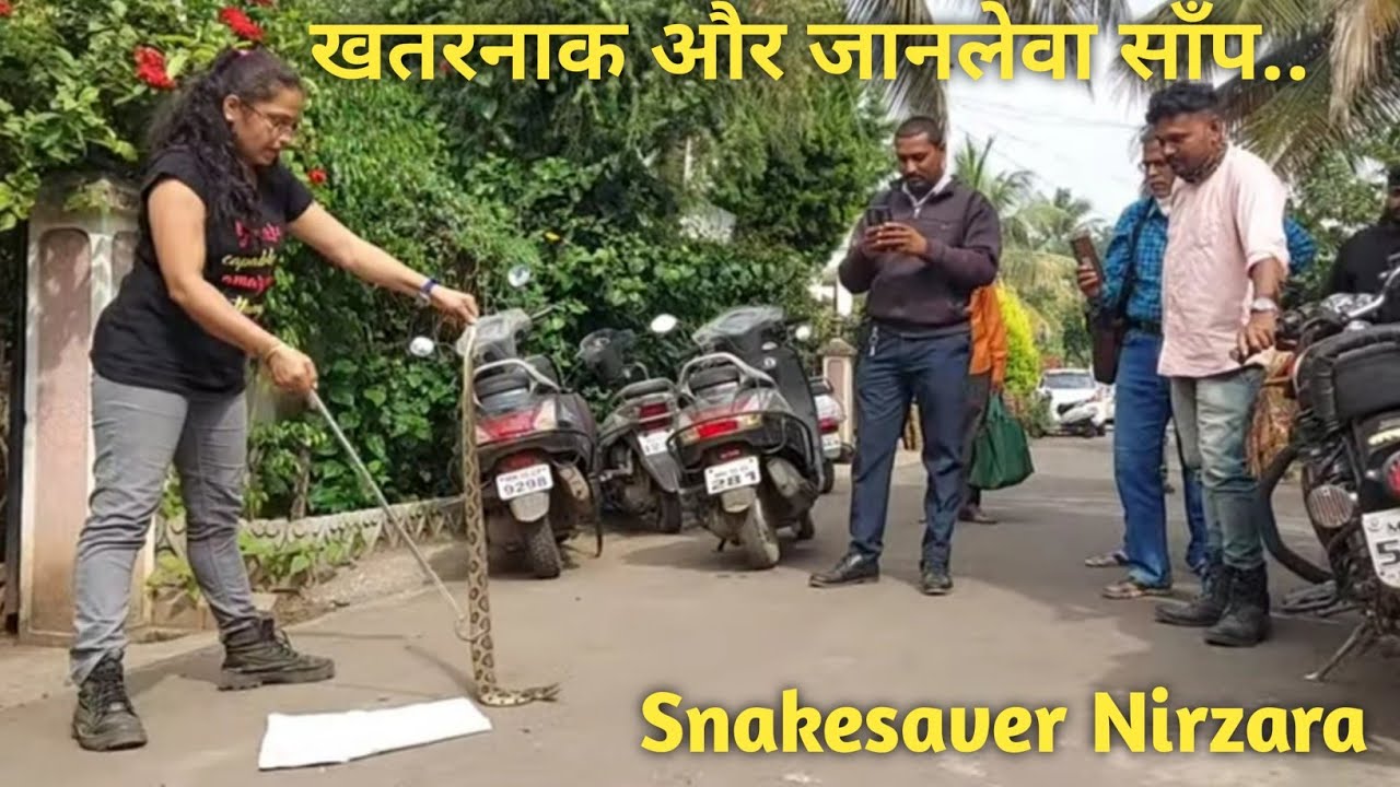 खतरनाक साँप जिसे लोग अजगर समझनेकी भूल कर बैठते है और जान गवाते है..