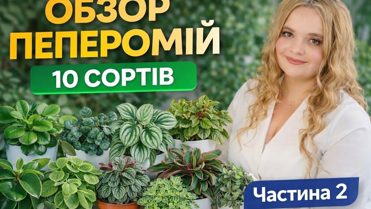 Peperomia Пеперомія Частина 2