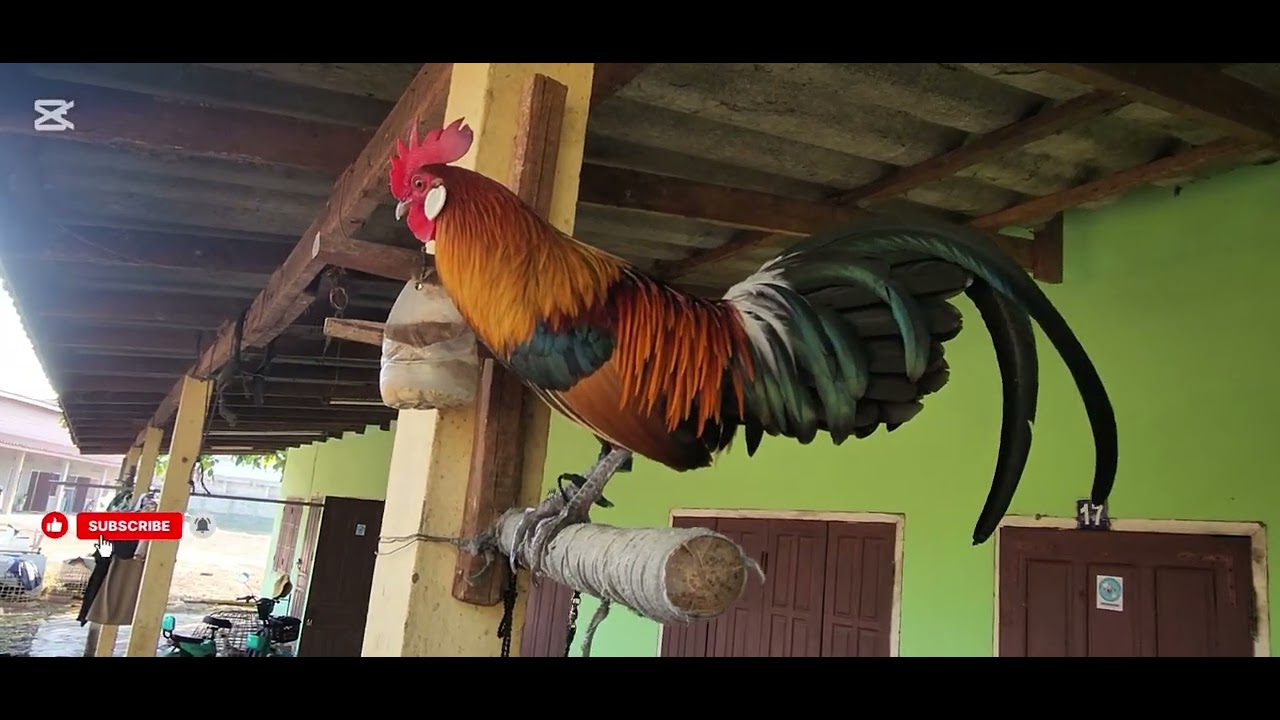 ✅️EP:1 kv tus laus qaib f2 quas2 nb muab khi tau 2 hnb no xwb pib hawj lawm 