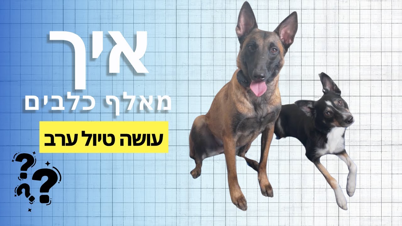 איך טיול ערב עם הכלבות שלי נראה ?