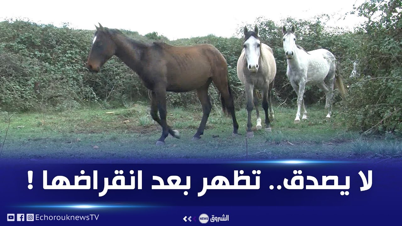 بعد انقراضها ..الخيول البرية تظهر من جديد في هذه القرية بجيجل .. ما حقيقة القصة ؟!