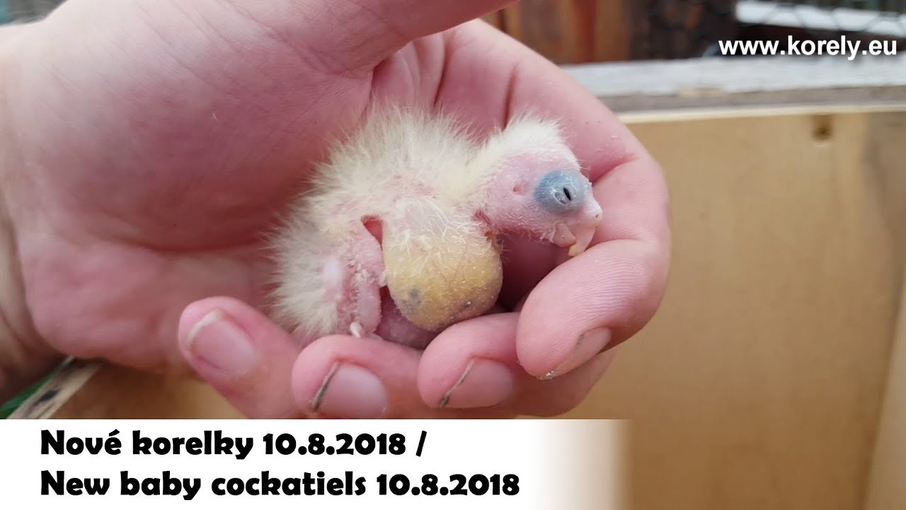 Voli&eacute;ra pro korely, nov&eacute; mlad&eacute; korely / Aviary cockatiels, new baby cockatiels │KorelyEu